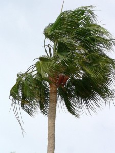 palm-tree-blowing-in-the-wind