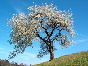 springtree